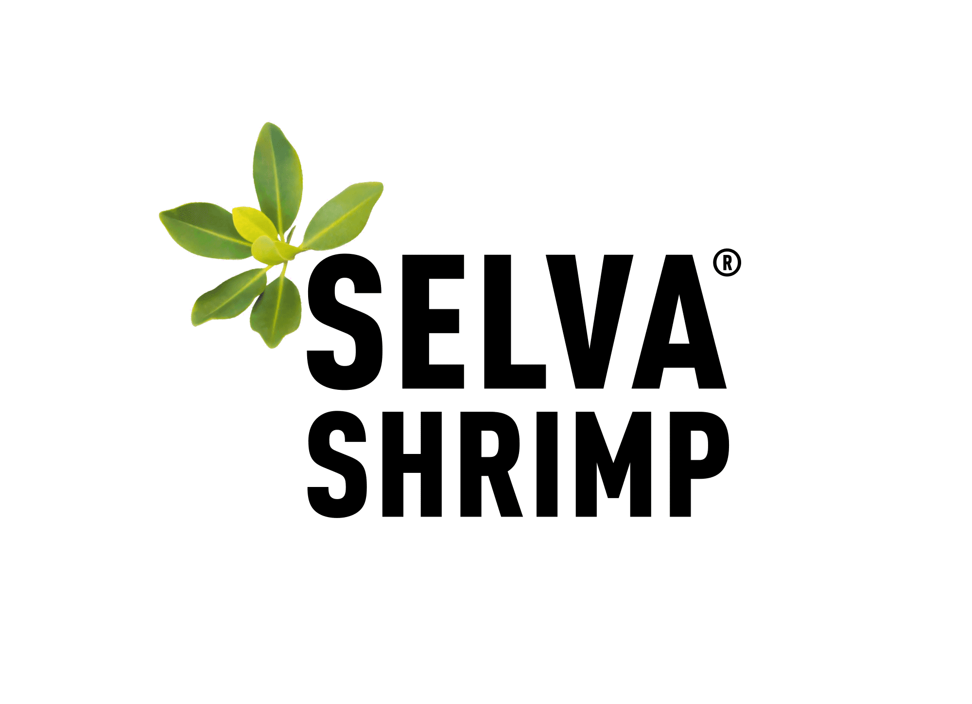 Logoentwicklungen Buerohaeberli Identity Divers Logo Selva